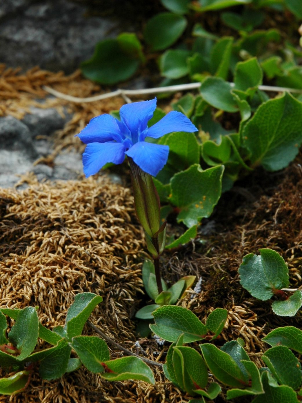 Gentiana bavarica